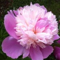 Ника Вершинина