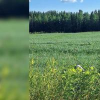 продам земельный участок в России в с. Пажга цена 85 050 руб., фото №2