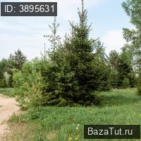 ДНТ Стремление территория, Березовая аллея   Продаю Земельный участок