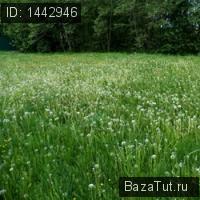 продам земельный участок в России в Красный Холм, улица Калинина цена 250 000 руб., фото №2