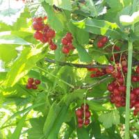 Республика Татарстан, снт Надежда территория . Сдам дачу (загородный дом)