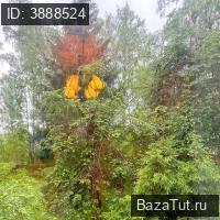 продам дом в России в дачный Черкизово, Ганны Шостак улица, д.54/12 цена 35 000 000 руб., фото №8