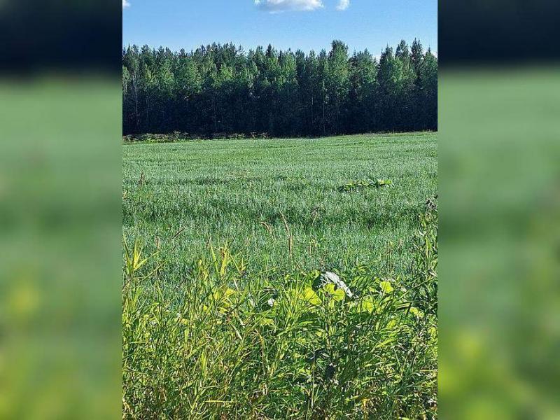 продам земельный участок в России в с. Пажга цена 85 050 руб., фото №2