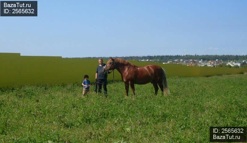 продам земельный участок в России в ТСН Удачный, Солнечный проезд цена 25 000 руб., фото №3