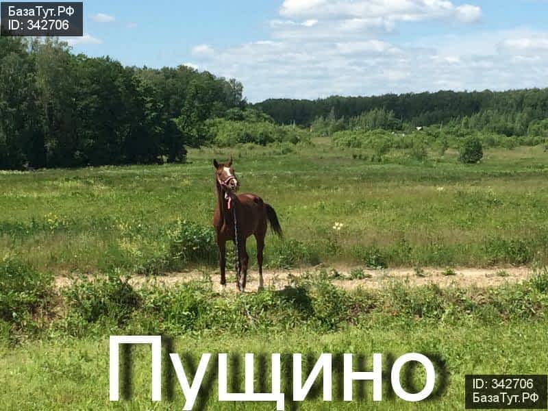 продам земельный участок в России в деревня Большое Грызлово цена 300 000 руб., фото №1