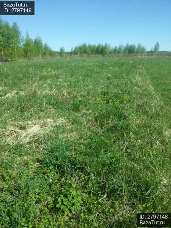 Жители деревни бояркино. Бояркино отзывы. Бояркино отзывы. Бояркино отзывы. Бояркино отзывы.