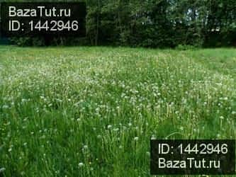 продам земельный участок в России в Красный Холм, улица Калинина цена 250 000 руб., фото №2