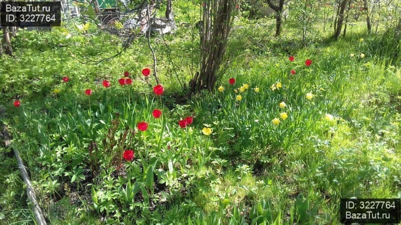 Снт грибное массив грибное карта