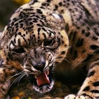 Дмитрий Егорчев