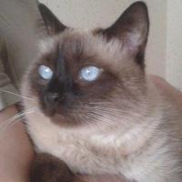 Виктор Албул