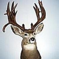 Король Олень