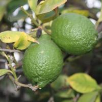 Мегаполис Посад