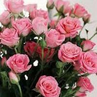 Елена Горохова