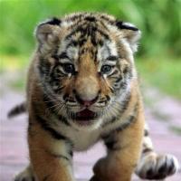 Шпагина Людмила 