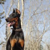 Лара Плиско