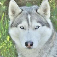 Андрей Андрей