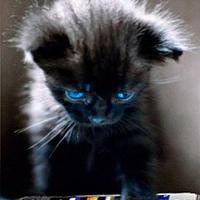 Руслан Шавалеев