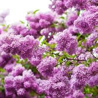 Лариса Иванова