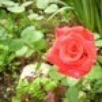 Марина Холчева