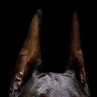 Анна Мерзлякова