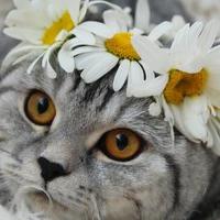 Ирина Неделько