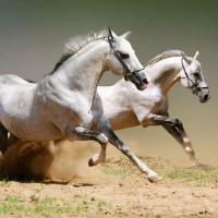 Аня  Кулеш (Клементьева)