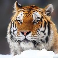 Денис Зайцев