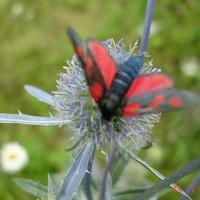 Виктор Крючков