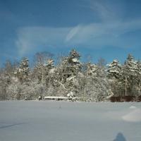 Поселок «Лесные дворики»