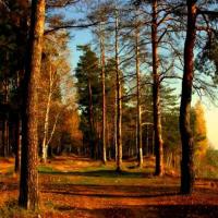 Поселок «Виноградная лоза», фото №1